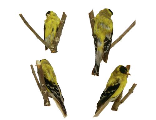 American Goldfinch